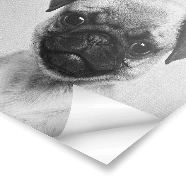 Poster art print - Baby Pug Moritz Black And White