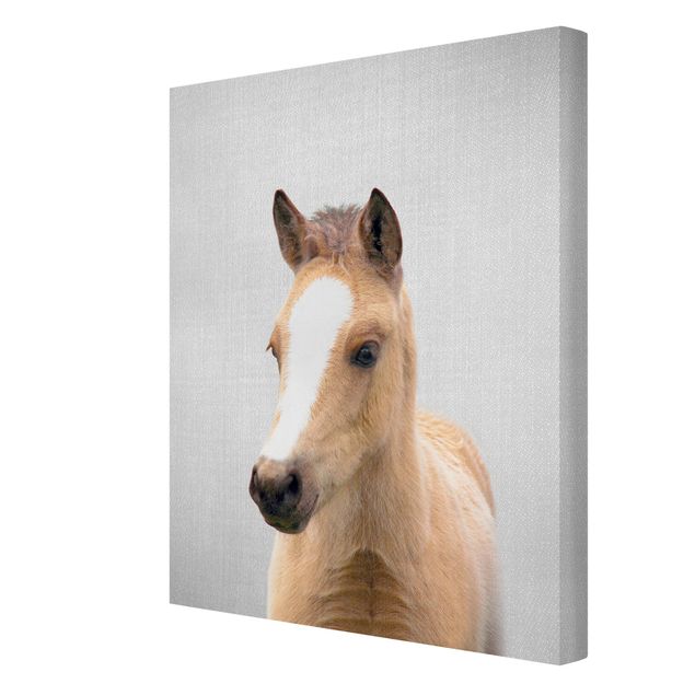 Canvas print - Baby Horse Philipp - Portrait format 3:4