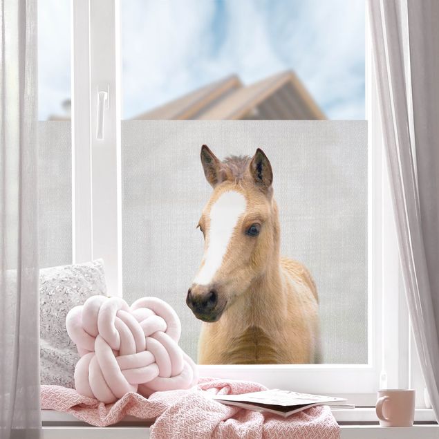 Window decoration - Baby Horse Philipp