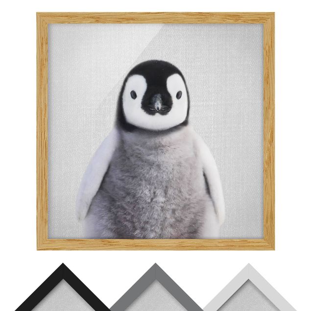 Framed poster - Baby Penguin Pepe