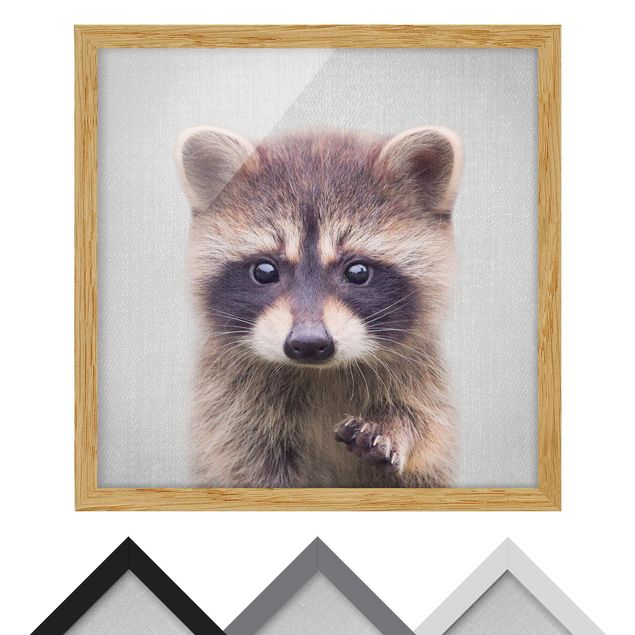 Framed poster - Baby Raccoon Wicky