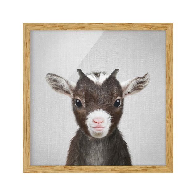 Framed poster - Baby Goat Zelda