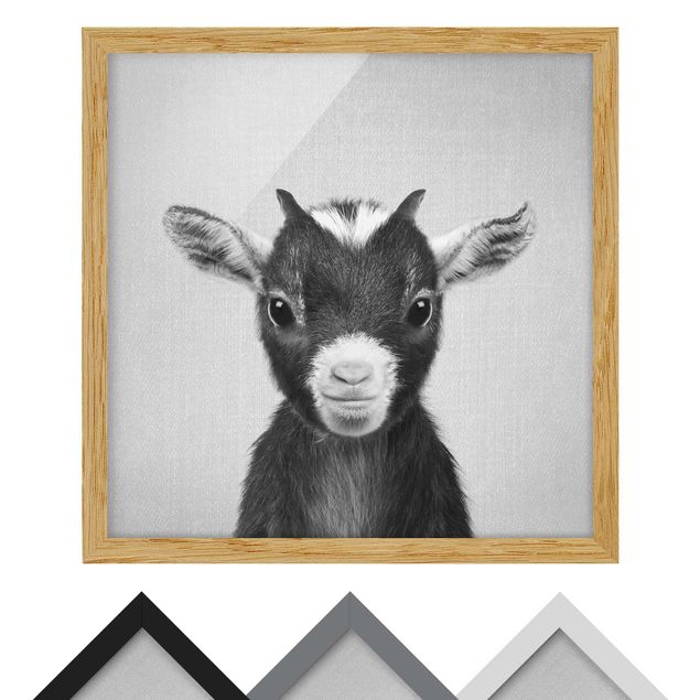 Framed poster - Baby Goat Zelda Black And White