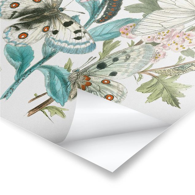 Poster flowers - British Butterflies I