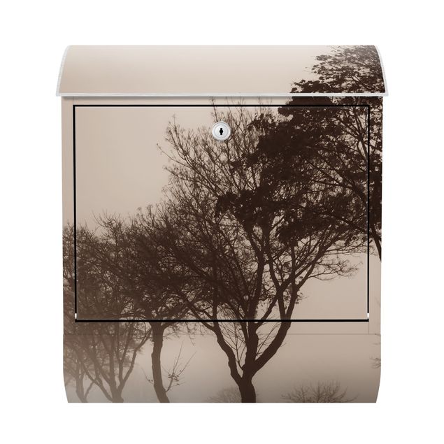 Letterbox - Tree Avanue In Morning Mist