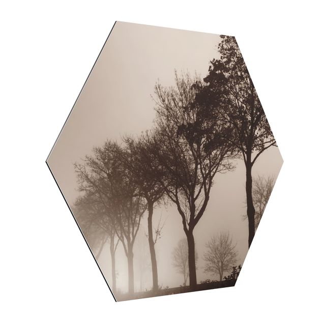 Alu-Dibond hexagon - Tree Avanue In Morning Mist