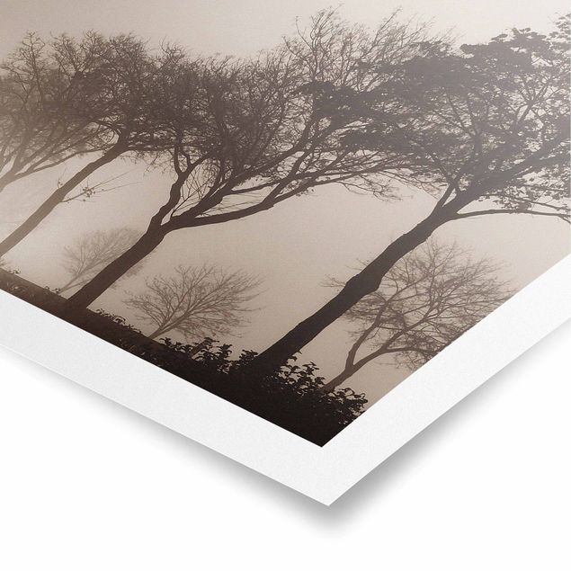 Poster - Tree Avanue In Morning Mist