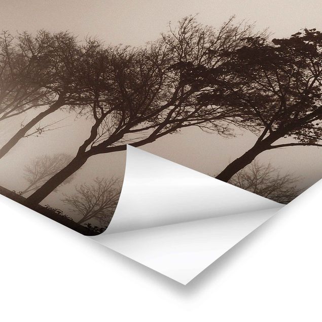 Poster - Tree Avanue In Morning Mist