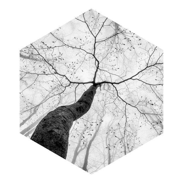 Self-adhesive hexagonal pattern wallpaper - Treetops In The Sky