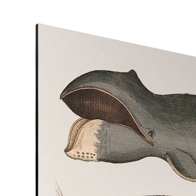 Print on aluminium - Five Vintage Whales
