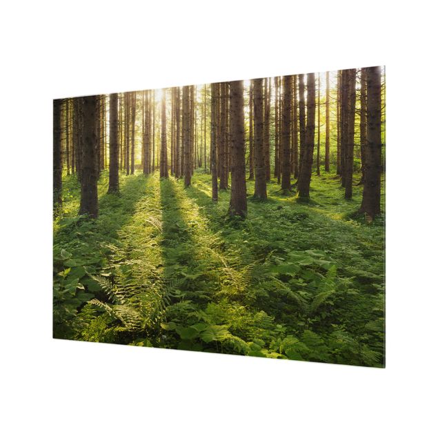 Glass Splashback - Sun Rays In Green Forest - Landscape 3:4