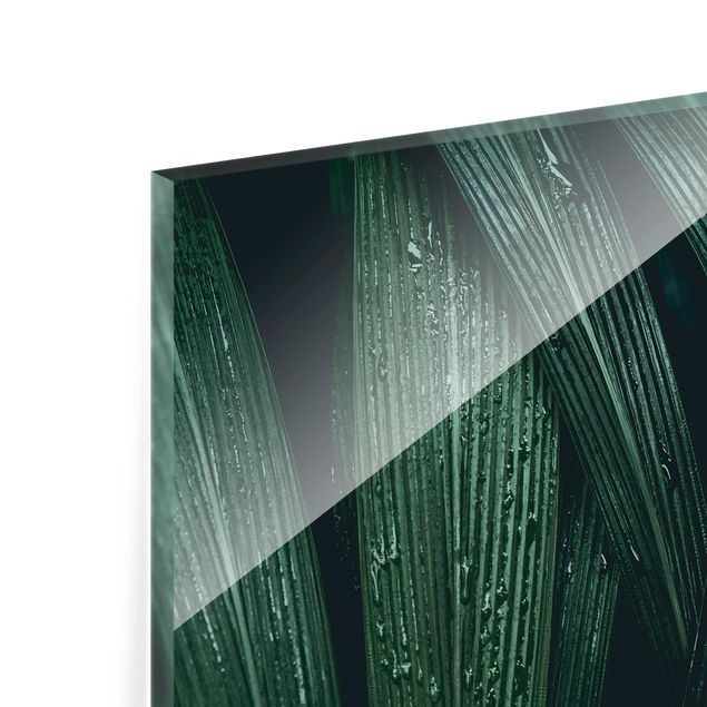 Glass Splashback - Green Palm Leaves - Square 1:1