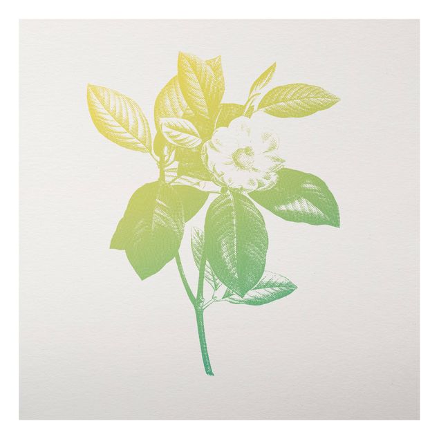 Print on aluminium - Modern Vintage Botanik Cherry Blossom Green Yellow