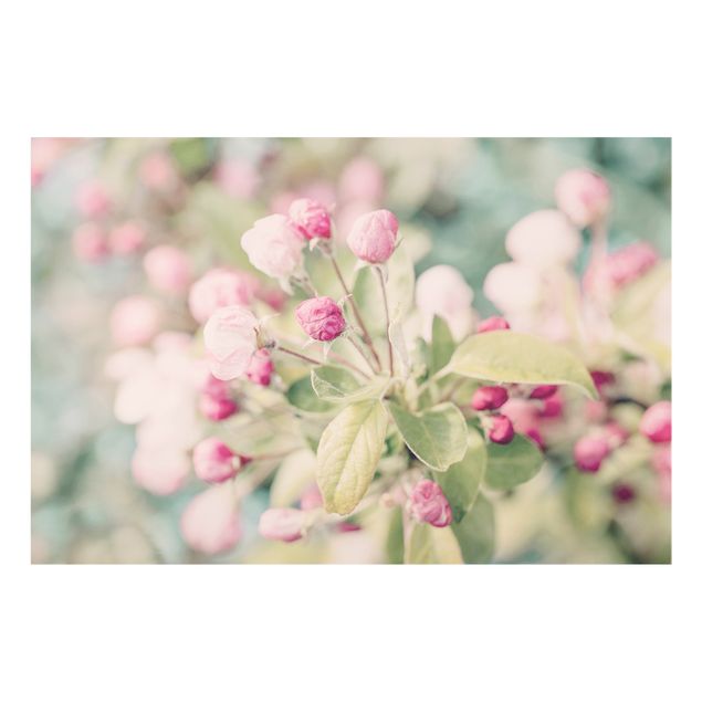 Splashback - Apple Blossom Bokeh Light Pink