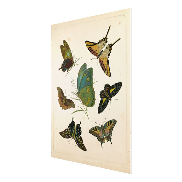 Print on aluminium - Vintage Illustration Exotic Butterflies