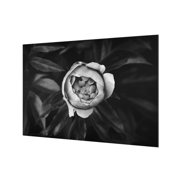 Splashback - Peonies In Front Of Leaves Black And White