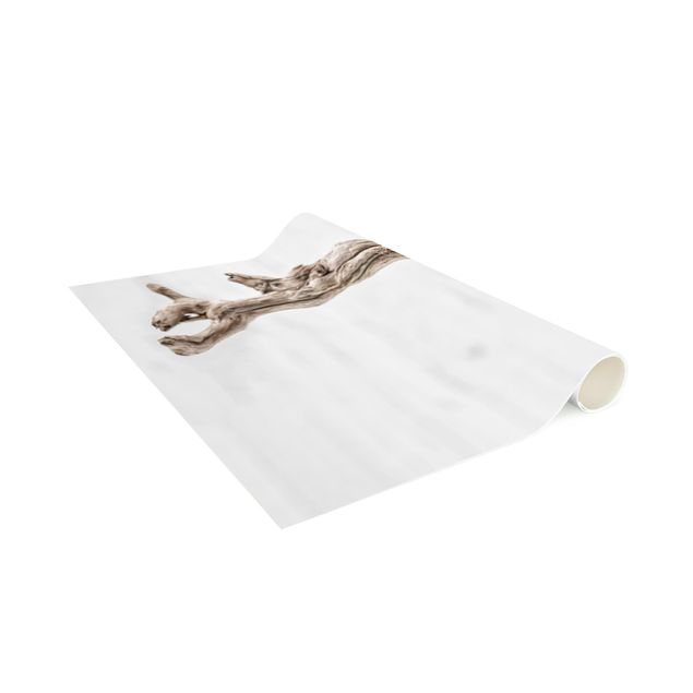 contemporary rugs White Snail Shell And Root Wood