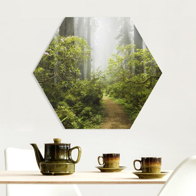 Forex hexagon - Misty Forest Path