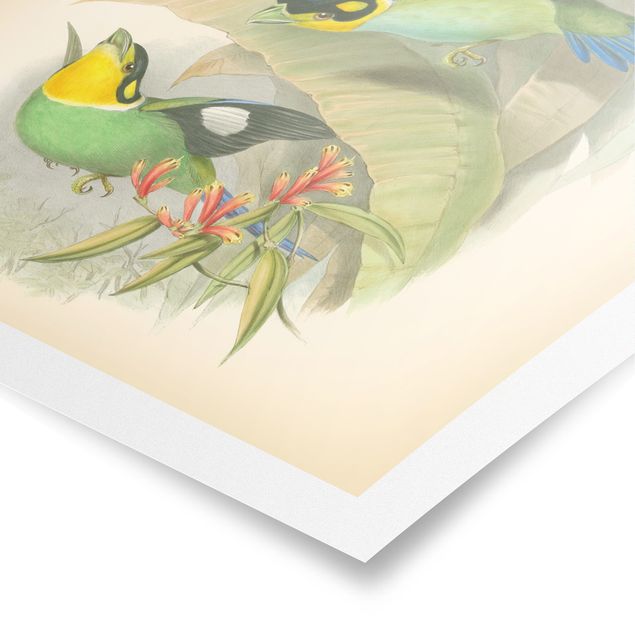 Poster - Vintage Illustration Tropical Birds