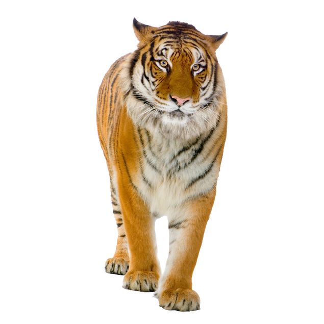 Window sticker - Banyan tiger