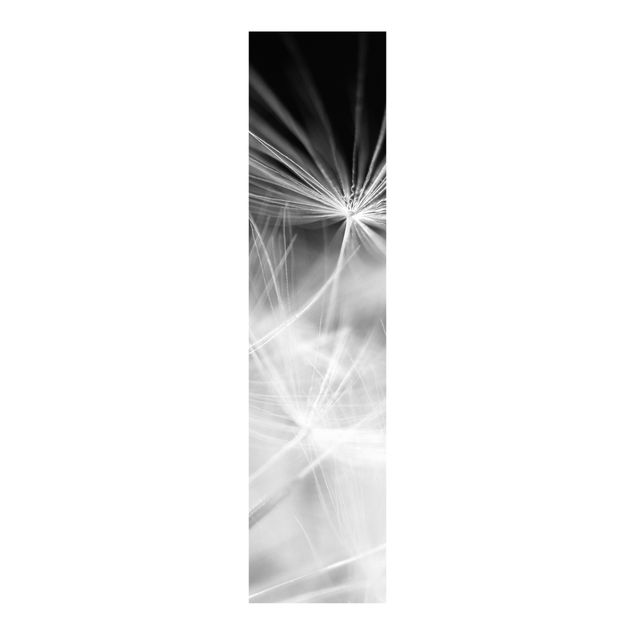 Sliding panel curtains set - Moving Dandelions Close Up On Black Background
