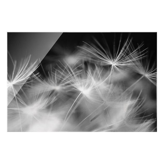 Glass print - Moving Dandelions Close Up On Black Background