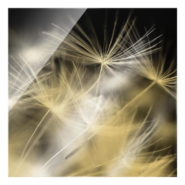 Glass print - Moving Dandelions Close Up On Black Background - Square