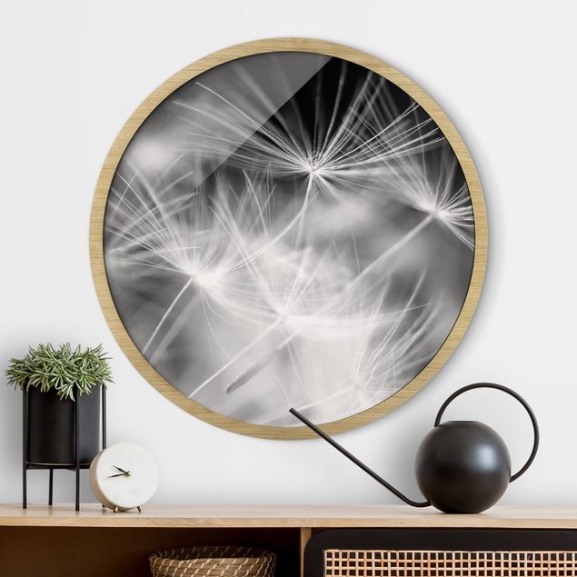 Framed prints round Moving Dandelions Close Up On Black Background