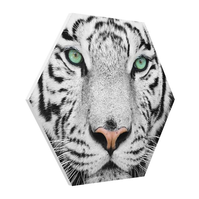 Forex hexagon - White Tiger