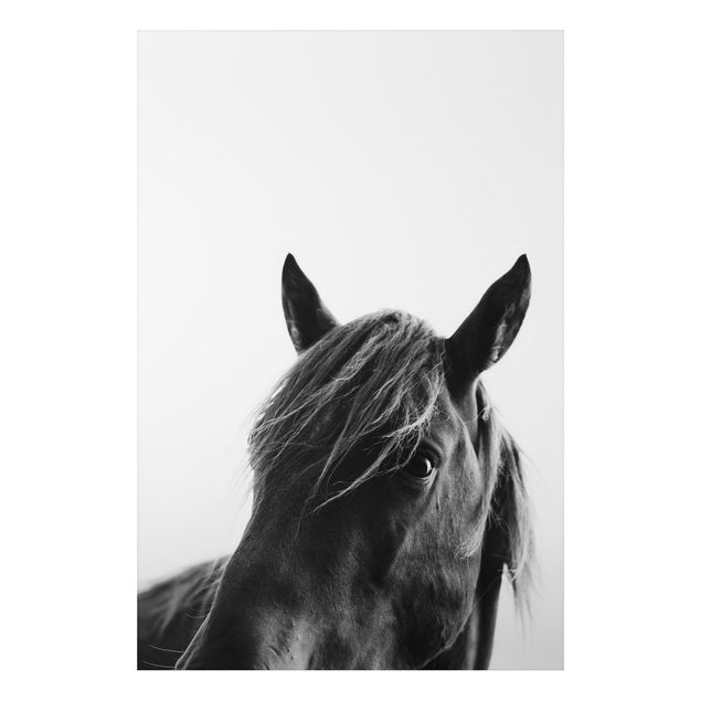 Alu-Dibond print - Curious Horse