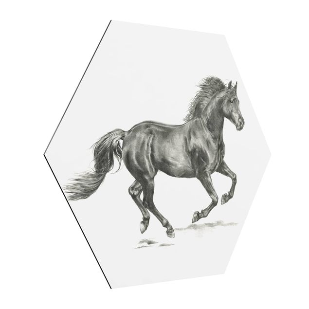 Alu-Dibond hexagon - Wild Horse Trial - Stallion