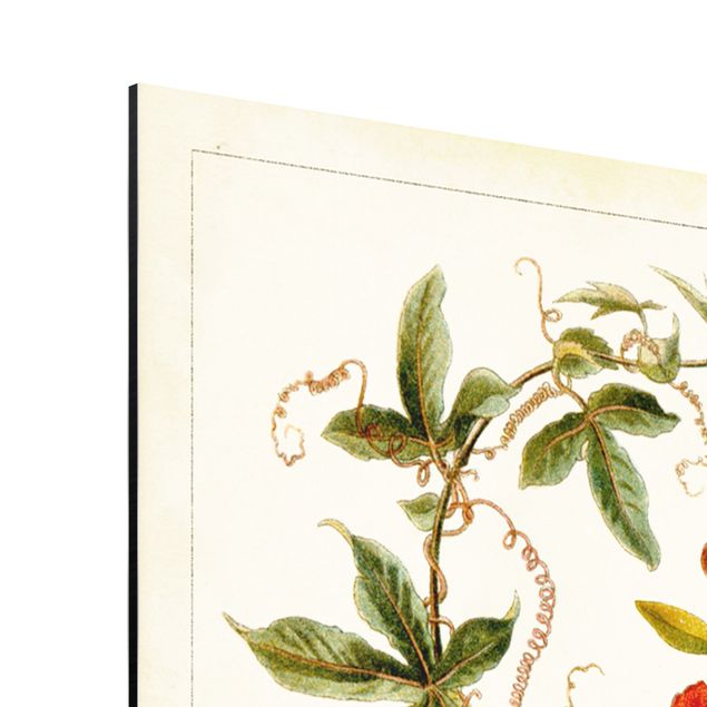 Print on aluminium - Vintage Board Tropical Botany II