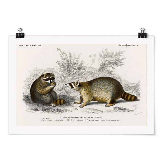 Poster - Vintage Board Raccoon