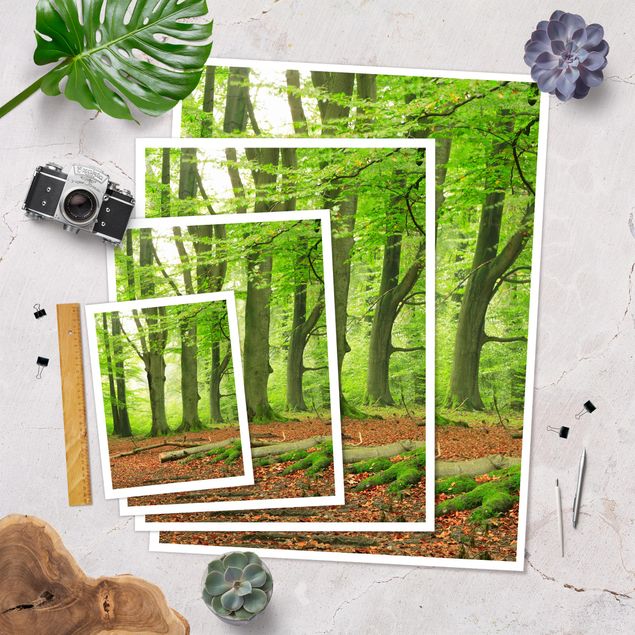 Poster forest - Mighty Beech Trees