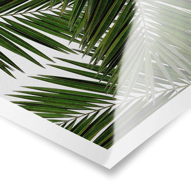 Poster - View Through Green Palm Leaves