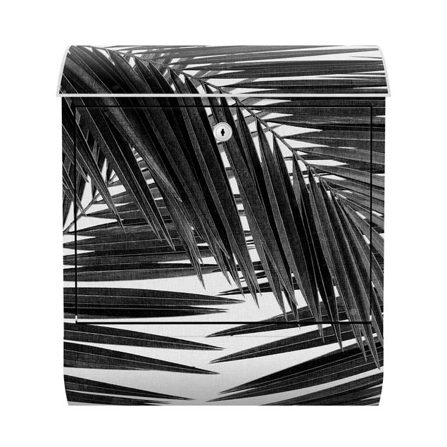 Letterbox - View Through Palm Leaves Black And White