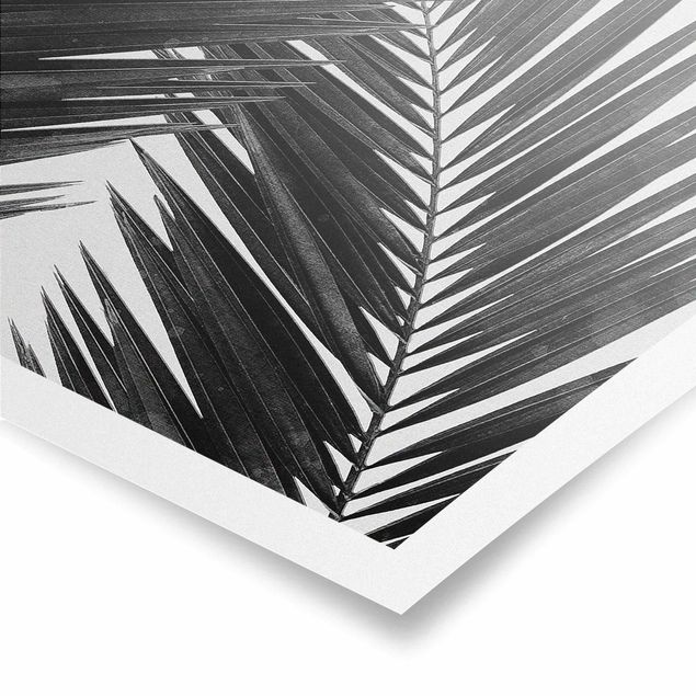 Poster - View Through Palm Leaves Black And White