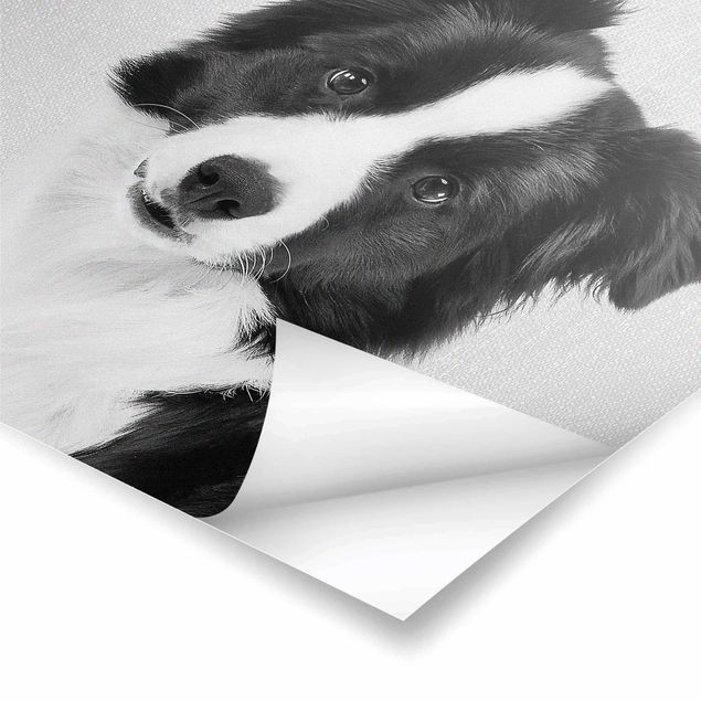 Poster art print - Border Collie Benni Black And White