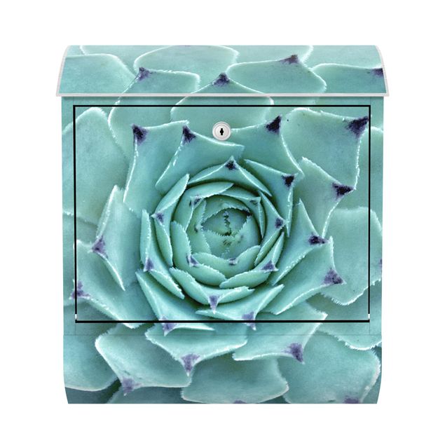 Letterbox - Cactus Agave