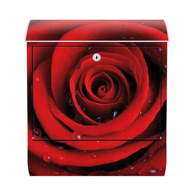 Letterbox - Red Rose With Water Drops