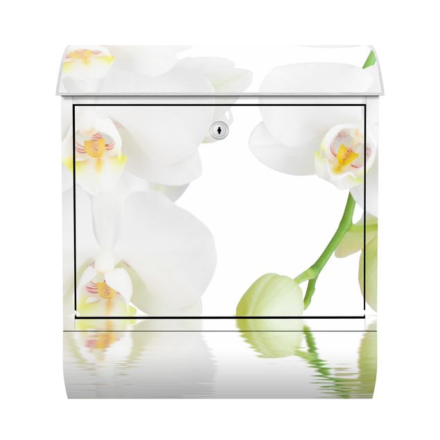 Letterbox - Spa Orchid - White Orchid