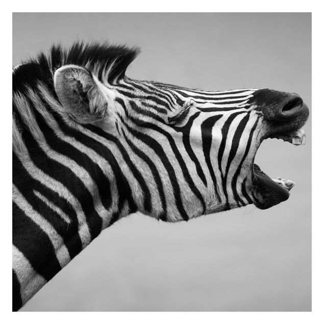 Wallpaper - Roaring Zebra ll