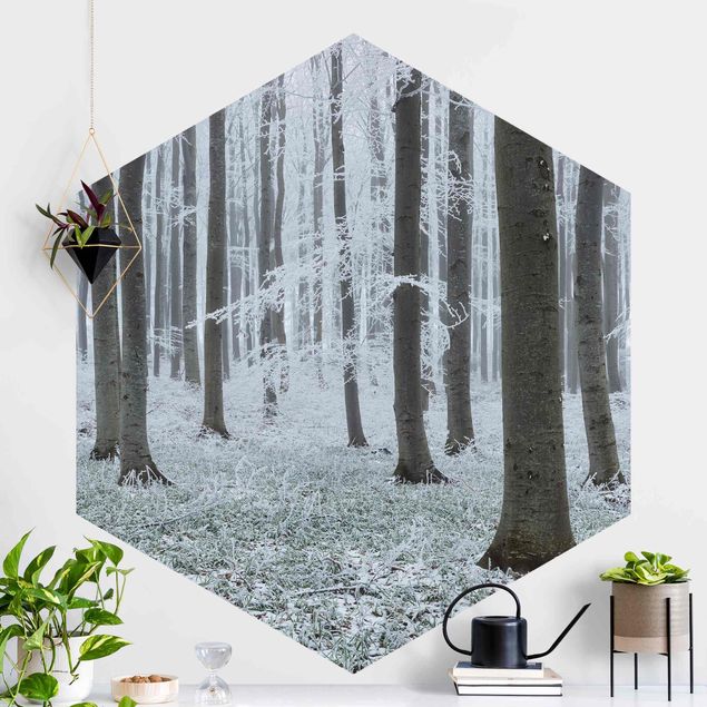 Hexagonal wallpapers Beeches With Hoarfrost