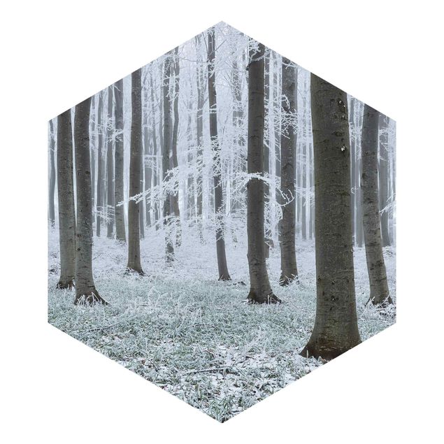 Self-adhesive hexagonal pattern wallpaper - Beeches With Hoarfrost