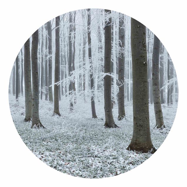 Self-adhesive round wallpaper forest - Beeches With Hoarfrost