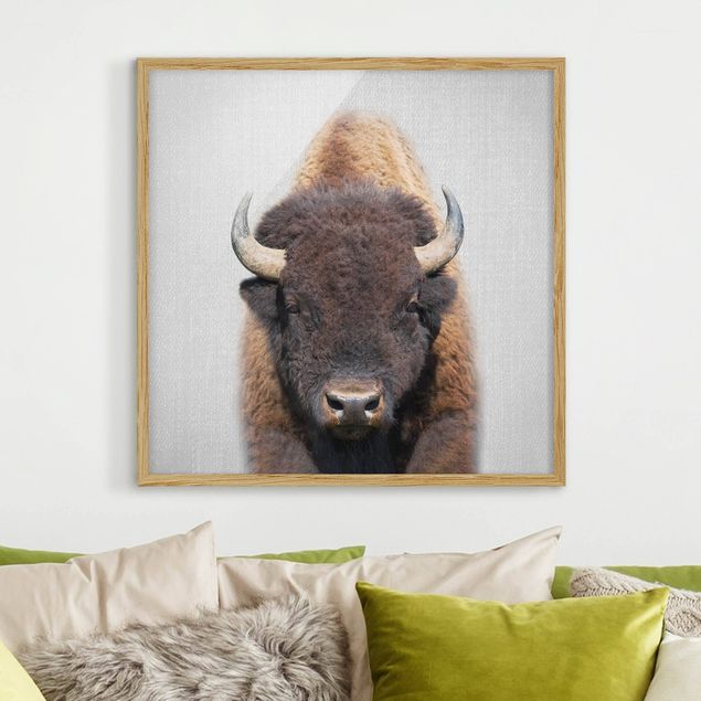 Framed poster - Buffalo Bertram