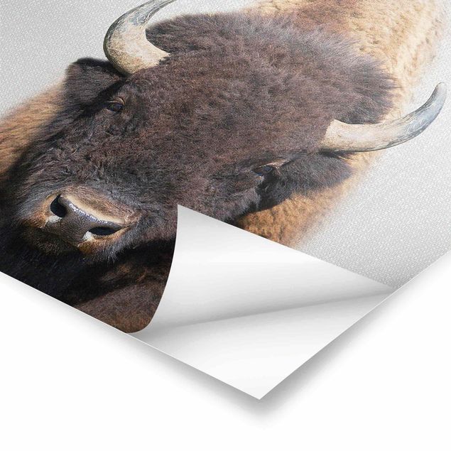 Poster art print - Buffalo Bertram