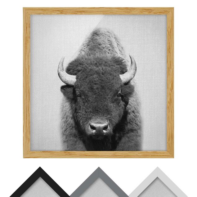 Framed poster - Buffalo Bertram Black And White