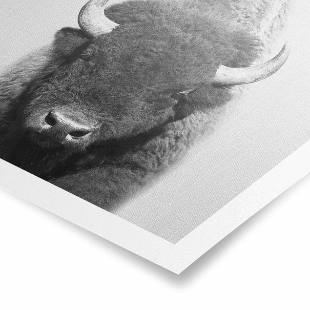 Poster art print - Buffalo Bertram Black And White