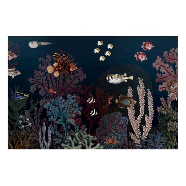Magnetic memo board - Colourful coral reef at night